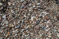 Pebbles on the shore of the Baltic Sea, among which there are pieces of amber. Royalty Free Stock Photo