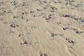 Pebbles in some shelly sand showing motion