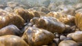 Pebbles stone underwater below water surface near lake shore, natural scene Royalty Free Stock Photo