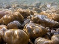 Pebbles stone underwater below water surface near lake shore, natural scene Royalty Free Stock Photo