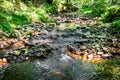 Pebbles and stream through a forest