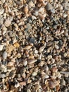 Pebbles washed ashore by the sea and small shells in the rays of the sun.