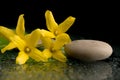 Pebbles and yellow flower on black with water drops Royalty Free Stock Photo