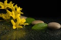 Pebbles and yellow flower on black with water drops Royalty Free Stock Photo