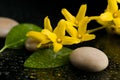 Pebbles and yellow flower on black with water drops Royalty Free Stock Photo