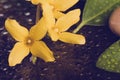 Pebbles and yellow flower on black with water drops Royalty Free Stock Photo