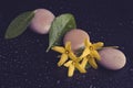 Pebbles and yellow flower on black with water drops Royalty Free Stock Photo