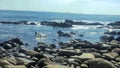 Pebbly Beach at Forster New South Wales Royalty Free Stock Photo