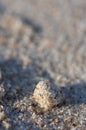 Pebbly sand with a round sandy figure and bokeh background