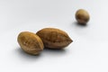 Pecan Carya illinoinensis, edible nut Royalty Free Stock Photo