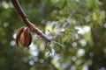 Pecan - Carya illinoinensis Royalty Free Stock Photo