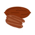 Pecan full open peeled nut and in shell. Healthy food harvesting. Natural pecan walnut food. Vector illustration