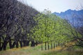 Pecan Grove in Arizona with mountains in background-2 Royalty Free Stock Photo