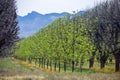 Pecan Grove in Arizona with mountains in background Royalty Free Stock Photo