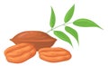 Pecan icon. Cartoon vegan food. Healthy nutrient Royalty Free Stock Photo