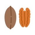 Pecan icon. Pecan nuts in the shell. Vector illustration