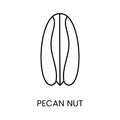 Pecan Icon in Vector Format allows you to experience the richness and versatility of pecan with its elegant line