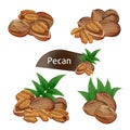 Pecan kernel in nutshell with leaves set