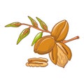 Pecan leaves icon, cartoon style
