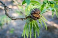 Pecan nut branch with open brown husk and green catkin male flowers