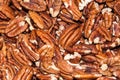 Pecan nut or Carya illinoinensis Royalty Free Stock Photo