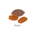 Pecan nut isolated on white background vector illustration in flat design. Royalty Free Stock Photo