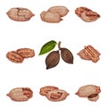 Pecan Nut Kernel in Shell and Hanging on Branch Isolated on White Background Vector Illustration