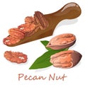 Pecan nut on plate isolated on white background. Vector illustration Royalty Free Stock Photo