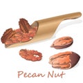 Pecan nut on plate isolated on white background. Vector illustration Royalty Free Stock Photo
