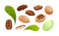 Pecan nut set, different statements and rotations