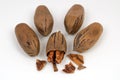 Pecan Nuts