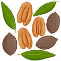 Pecan nuts collection. Vector illustration set