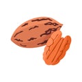 Pecan nut flat style vector illustration. Pecan nuts on white background. Royalty Free Stock Photo