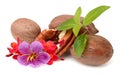 Pecan nuts and leaves. Royalty Free Stock Photo