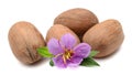 Pecan nuts. Royalty Free Stock Photo