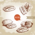 Pecan nuts set. Peeled core and whole shell composition. Hand drawn sketch style vector collection. Organic exotic food illustrati