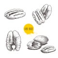 Pecan nuts set. Peeled core and whole shell. Hand drawn sketch style vector collection. Organic exotic food illustrations Royalty Free Stock Photo