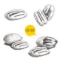 Pecan nuts set. Peeled core and whole shell. Hand drawn sketch style vector collection. Organic exotic food illustrations