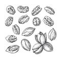 Pecan nuts set Vector botanical hand drawn sketch
