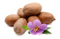 Pecan nuts. Royalty Free Stock Photo