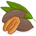 Pecan nuts. Vector illustration