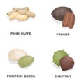 Pecan, pine nut, pumpkin seeds, chestnut.Different kinds of nuts set collection icons in cartoon style vector symbol