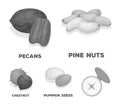 Pecan, pine nut, pumpkin seeds, chestnut.Different kinds of nuts set collection icons in monochrome style vector symbol