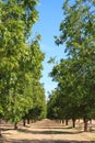 Arizona, Pecan Grove in Sonoran Desert Royalty Free Stock Photo