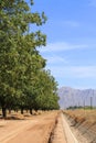 Arizona: Pecan Grove in a Desert Royalty Free Stock Photo