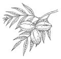 Pecan tree branch with leaves and nuts. Vector vintage engraving