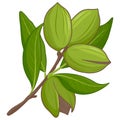 Pecan tree branch with nuts. Vector illustration