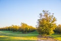 Pecan Tree Farm Orchard rows of young pecan trees in the evening Royalty Free Stock Photo