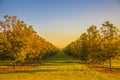 Pecan Tree Farm Orchard rows of young pecan trees Royalty Free Stock Photo