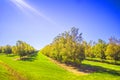 Rows of young pecan trees and sun beams in the south saturated colors Royalty Free Stock Photo